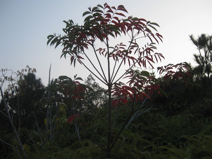 观音山的璀璨...植物