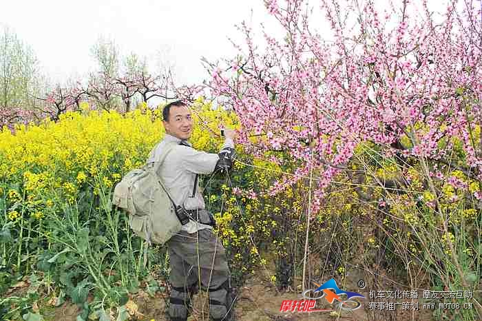 四川广元蜀道俱乐部的红豆杉正在拍桃花