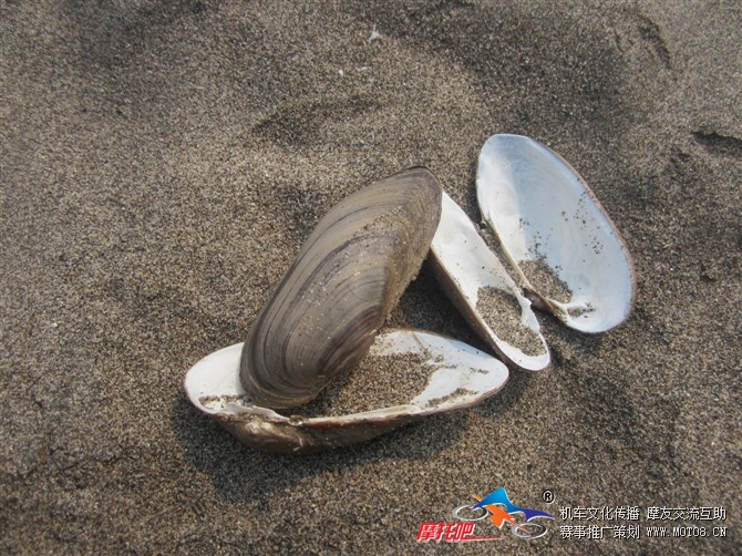 百里洲沙滩上的贝壳