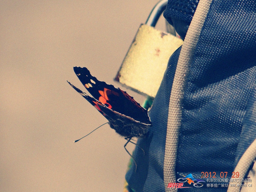 我们在路上休息，这蝴蝶飞到钱龙的后架包上，估计是想照相了