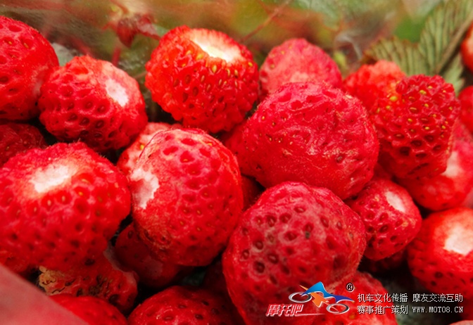 野草莓1.jpg