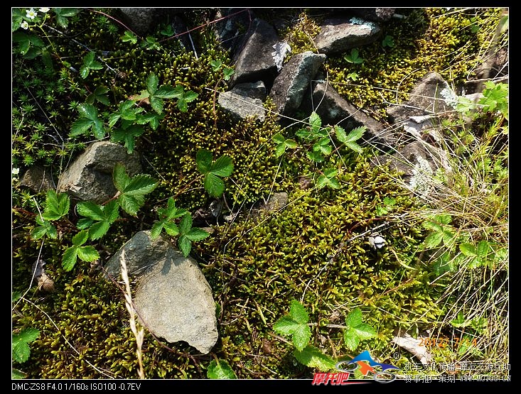 地衣苔藓类的植物，下面就是水或是石头，我想这就是能适应高纬度寒冷地带的特有植物吧。