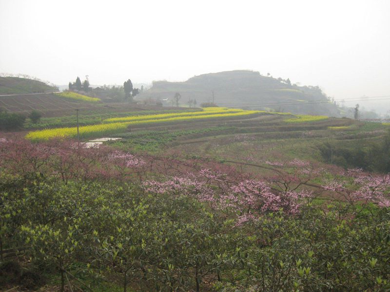 到了桃花山