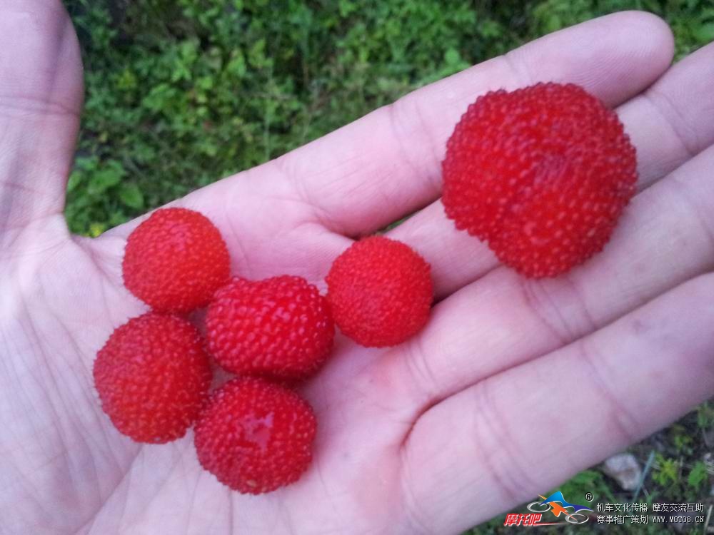 摘野草莓 (3).jpg