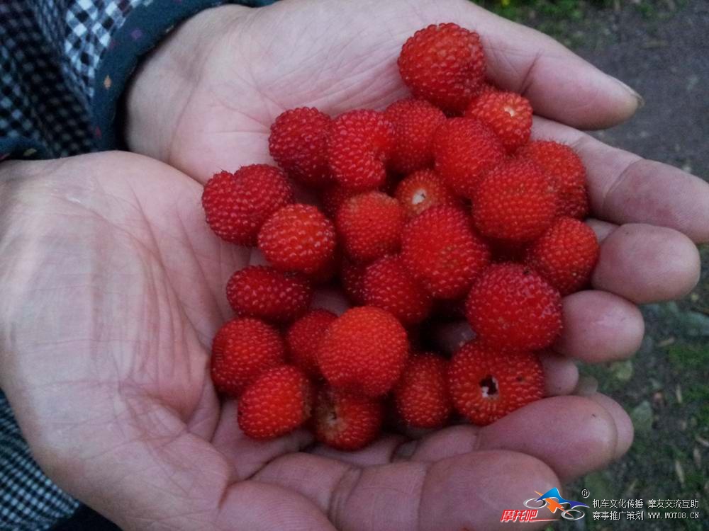 摘野草莓 (4).jpg