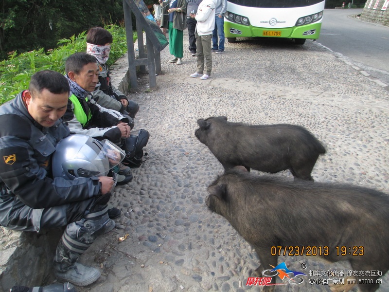 传说中的藏香猪可以与人对话吗？