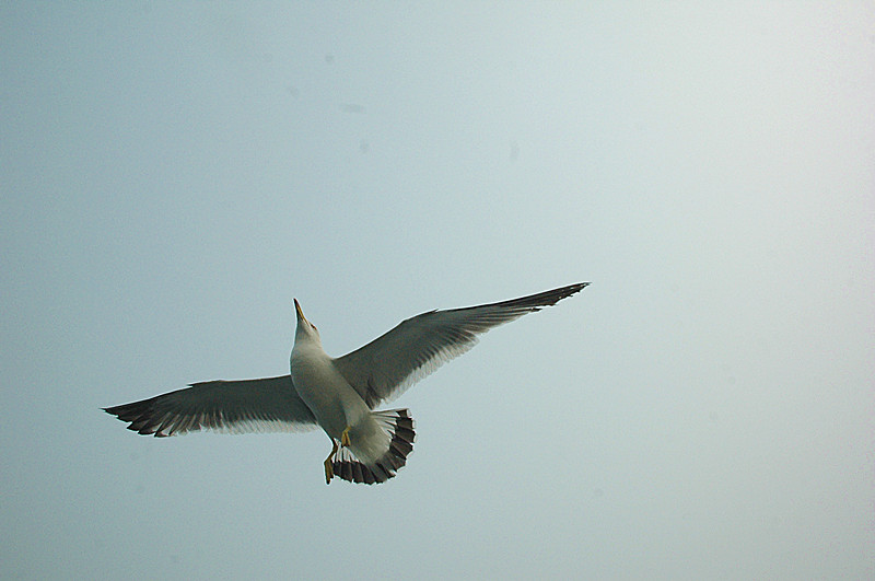 翱翔的海鸥.jpg