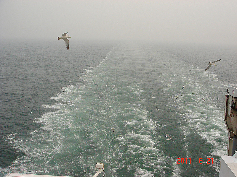 在船尾追逐的海鸥.jpg