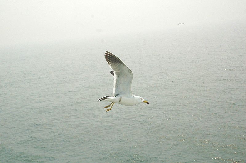海鸥-1.jpg