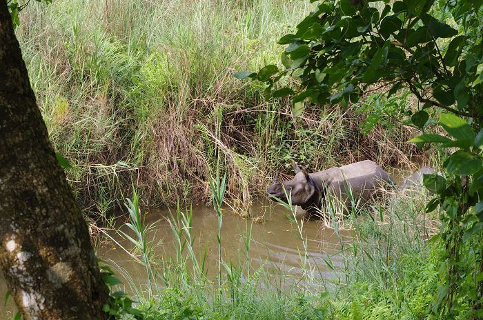 3；刚出发的河沟里面有两只犀牛.JPG