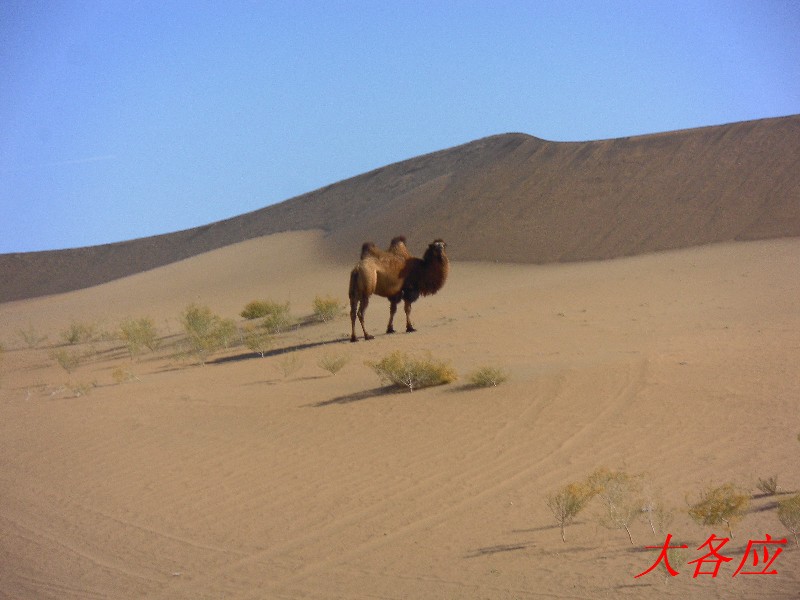 沙漠中的骆驼