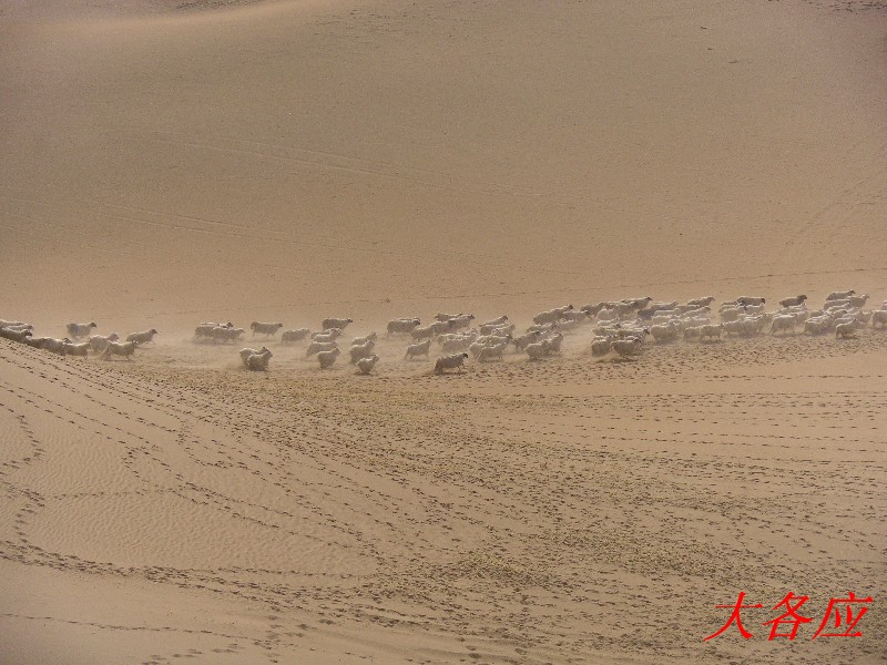 沙漠中的羊群